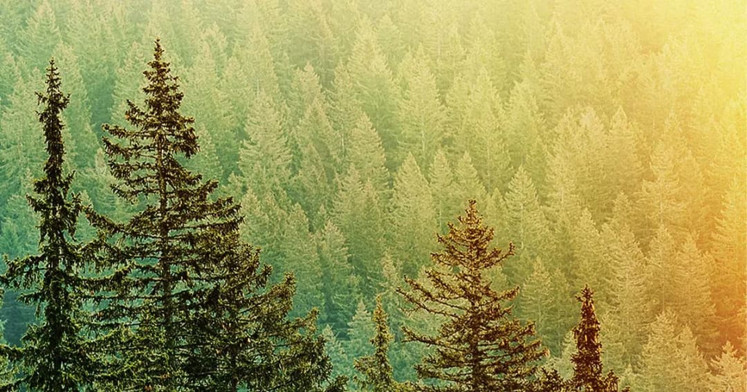 Can I Substitute Different Kinds of Cedarwood Oil for Each Other?