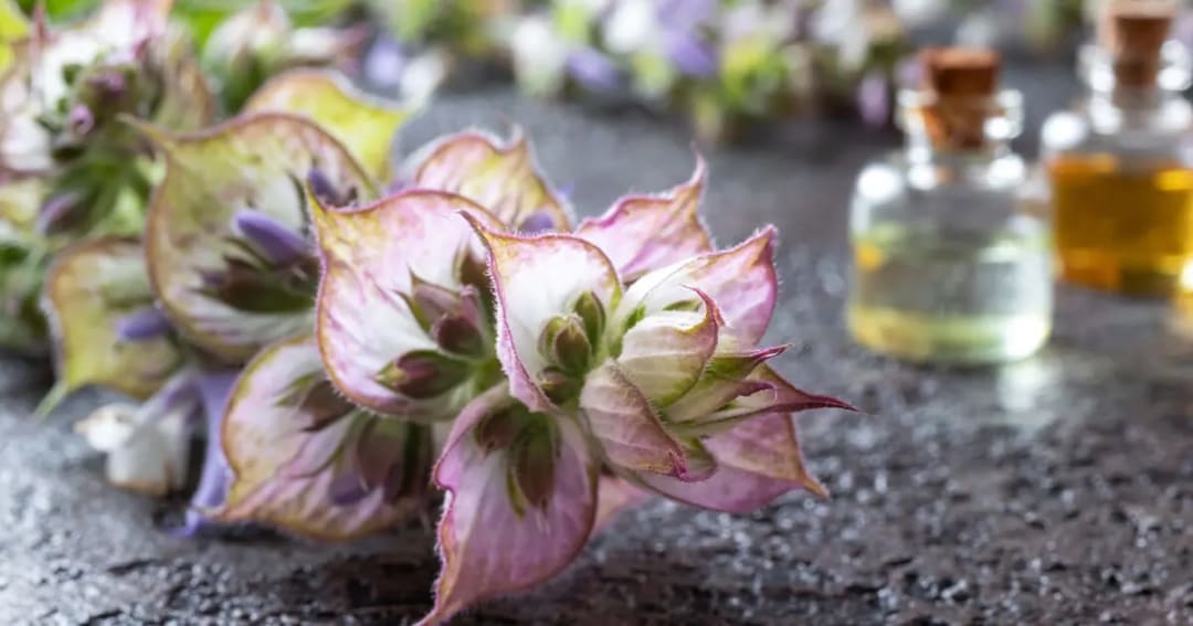 Why Clary Sage is a Popular Oil for Cramps