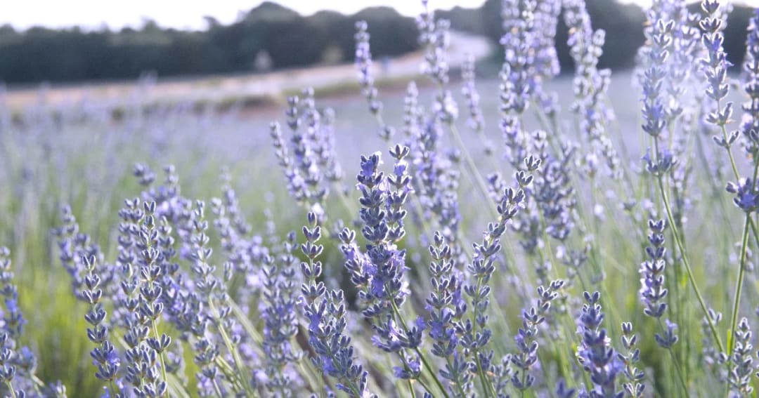 Often Overlooked Uses for Lavender Essential Oil