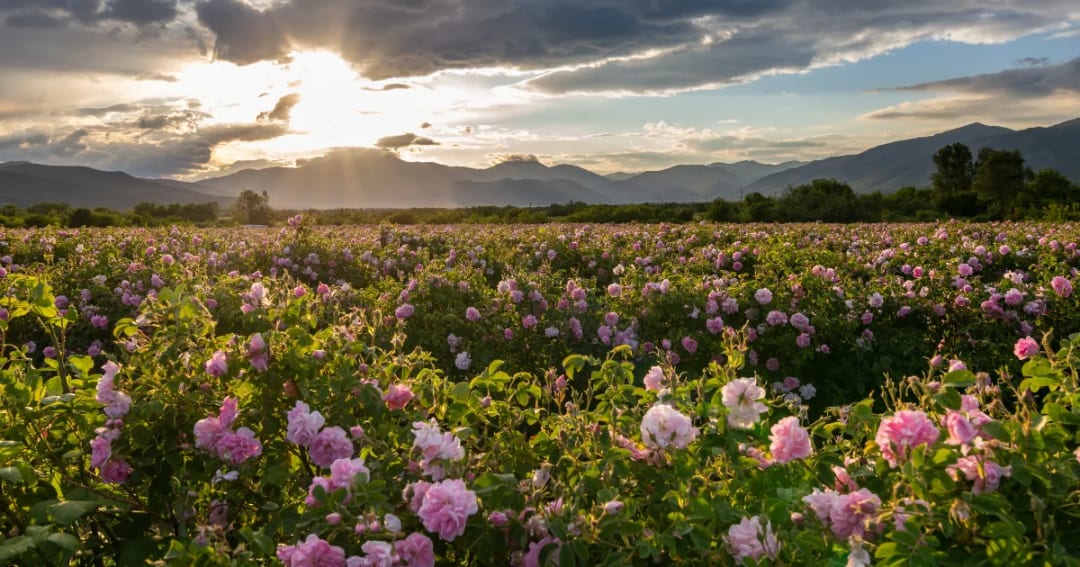 The Timeless Allure of Rose