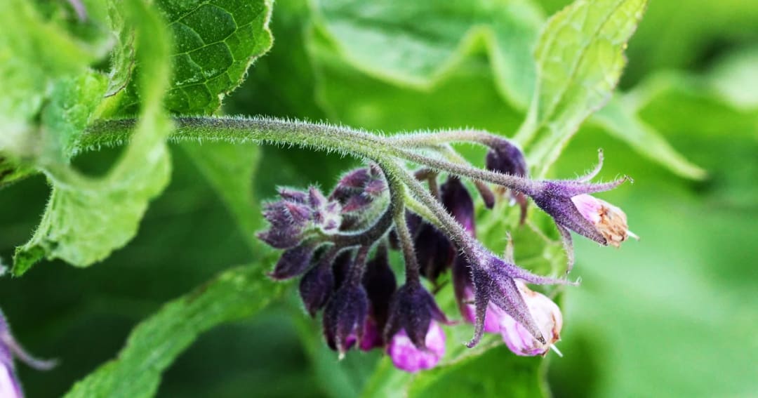 Comfrey Hydrosol: Benefits and Uses of a Healer