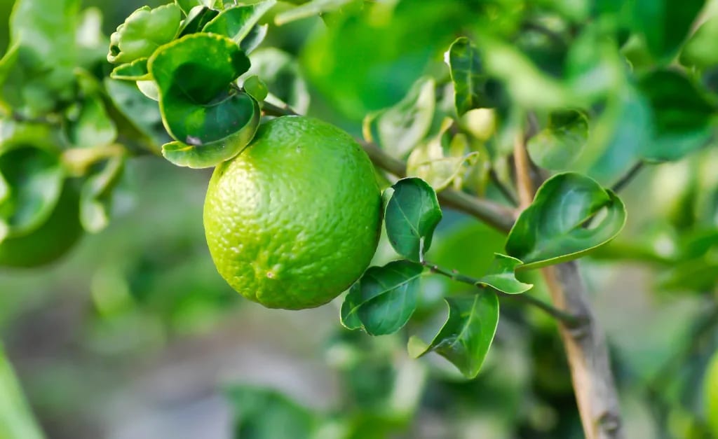 My Top 5 Benefits & Uses of Lime Essential Oil