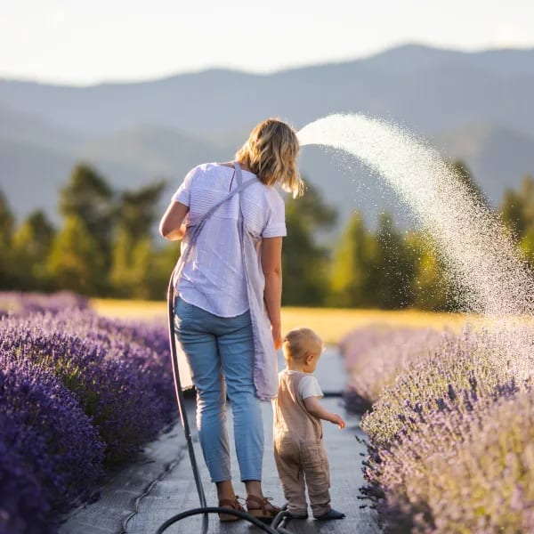 Lavender and its Remarkable Versatility Explored, Aromahead Institute aromatherapy training