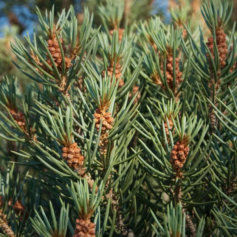 Pinyon Prescription: Nature's Hidden Oil for Pain Relief and Muscle Relaxation, Aromahead Institute aromatherapy training