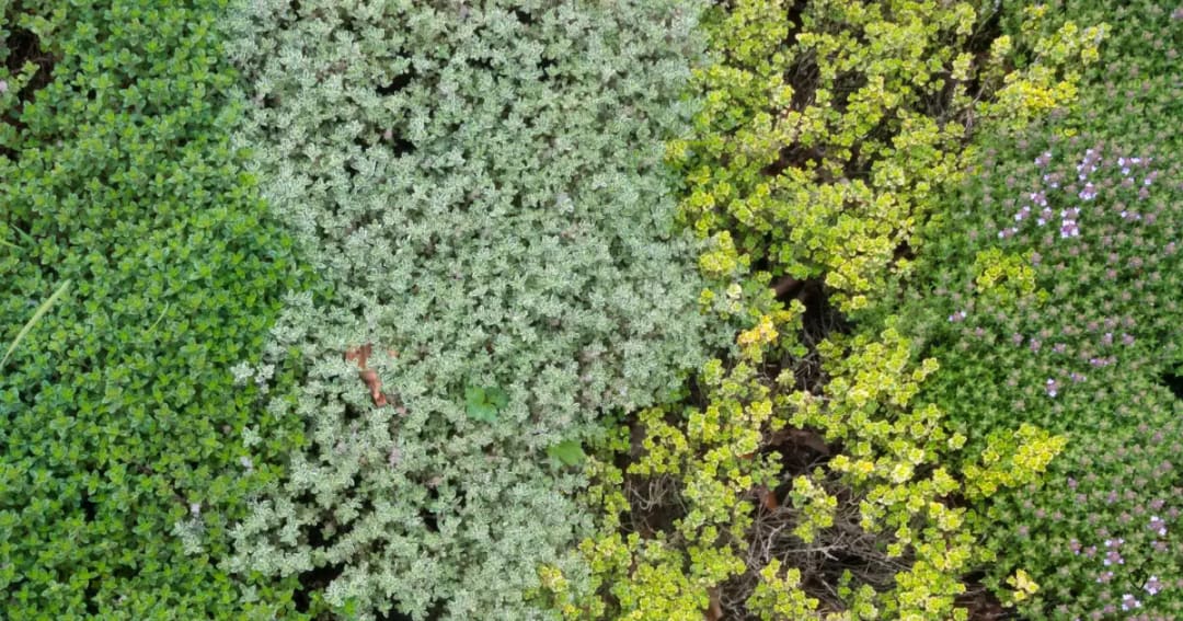 Fighting Superbugs with Benchmark Thyme Essential Oil