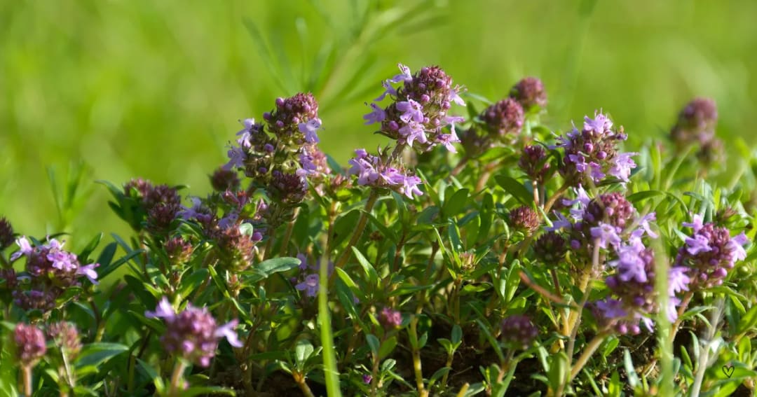 Superhero Recipes! Benchmark Thyme Oil for Infections