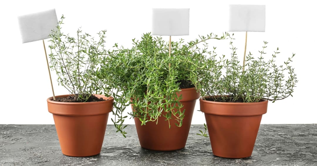 What’s in Your Essential Oils? Let's Compare 3 Thymes