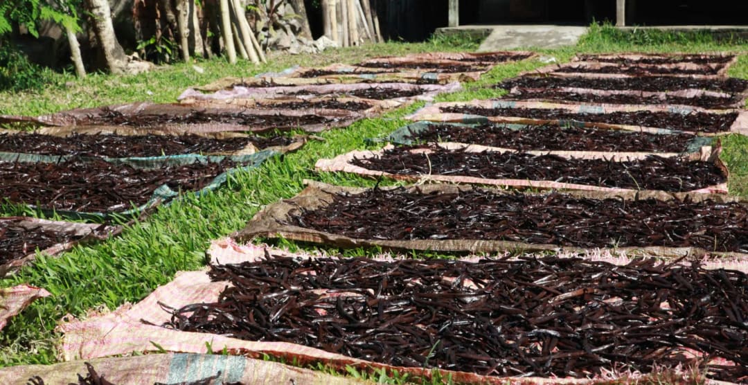 Vanilla: Plants, Perfume, and 3 Decadent Recipes