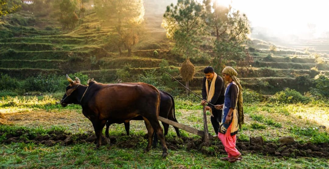 Why Sustainable Sourcing Matters in Essential Oils