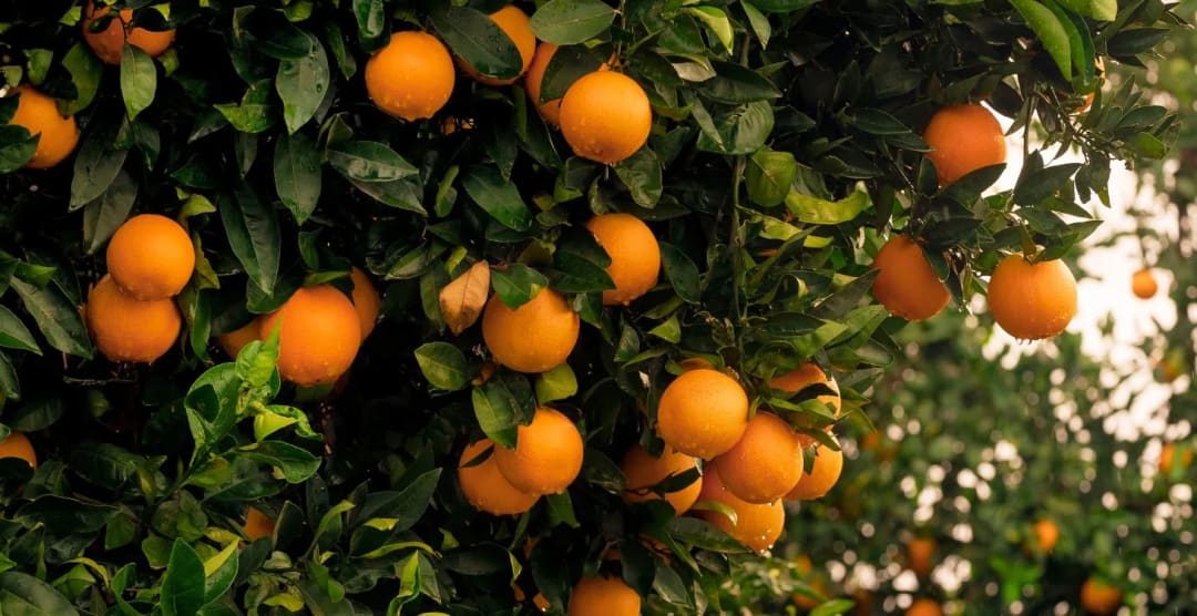 Sweet Orange Oil: A Full Profile of Its Benefits & Uses