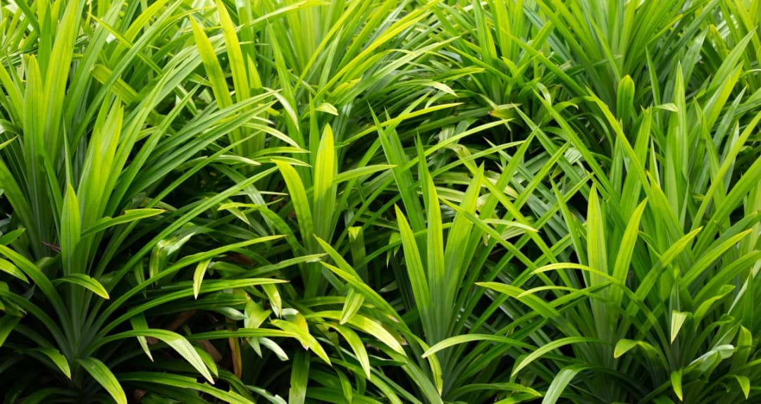 Palmarosa Essential Oil: Benefits, Uses, Safety, and Emotional Support