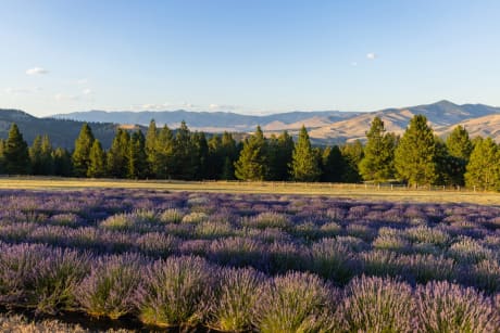 Essential Oil Chemistry for Beginners: Six Components to Know