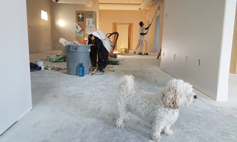 Hond verhuizen: tips voor een soepele overgang naar uw nieuwe woning