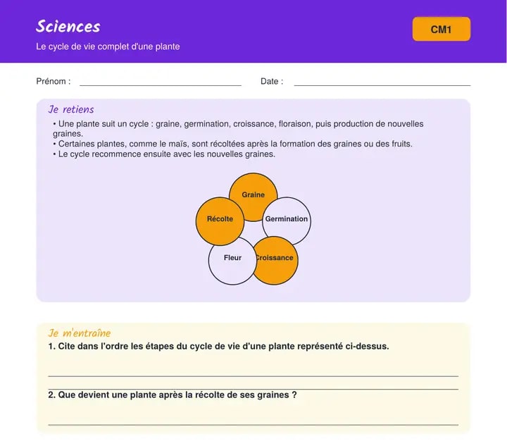 Fiche de sciences : le cycle de vie d'une plante