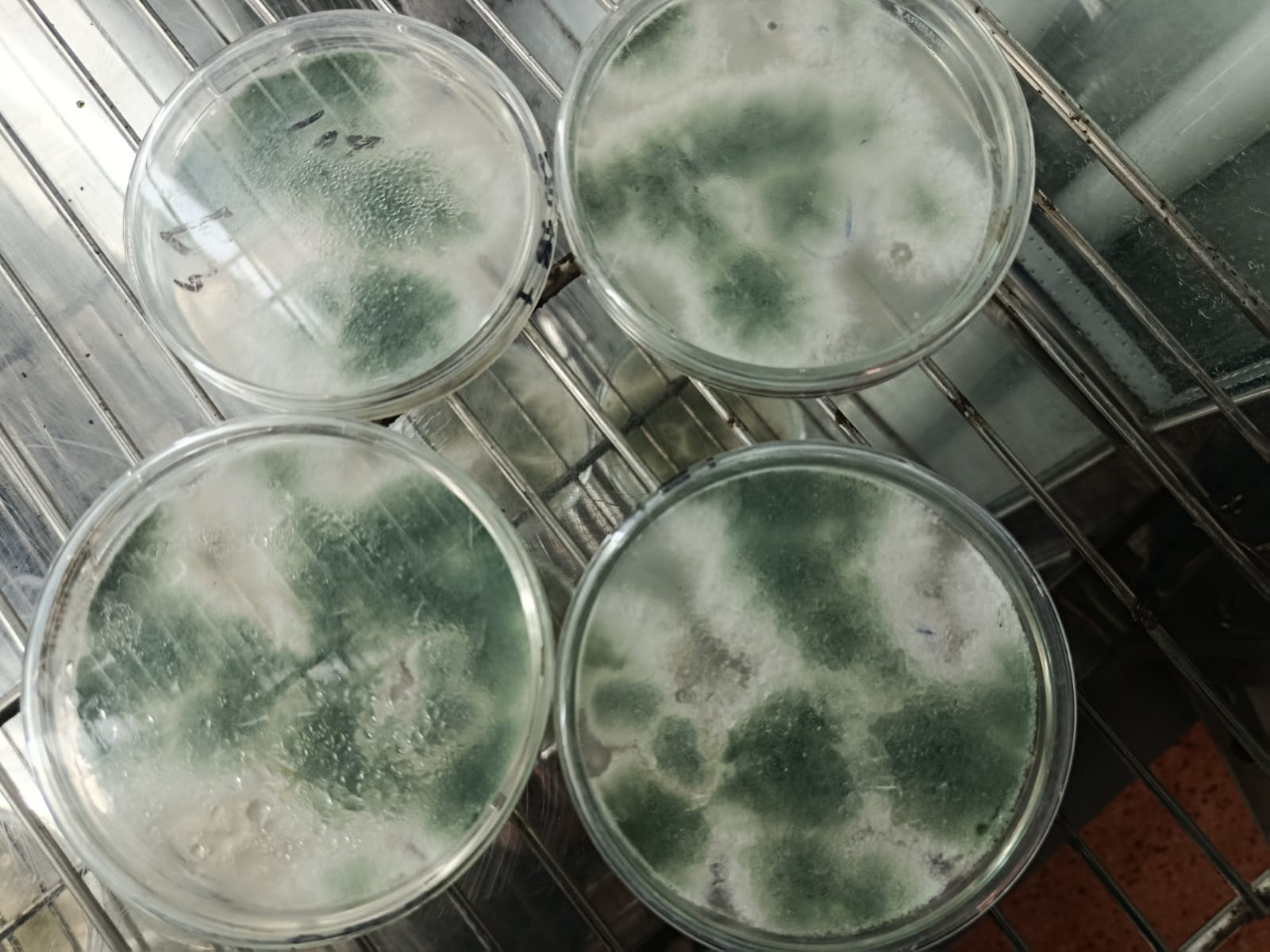 Lab Activity — Rahul Roy