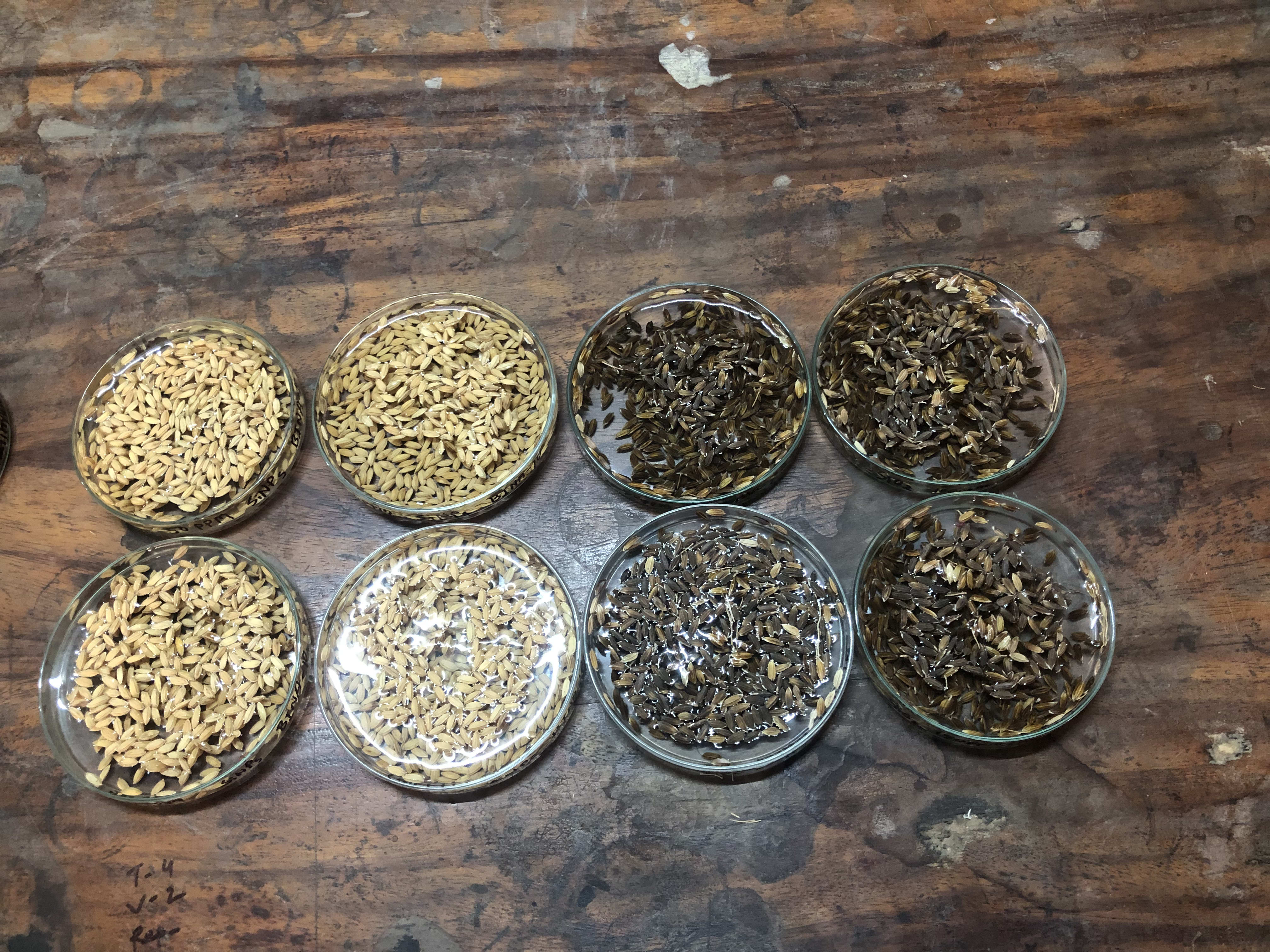 Lab Activity — Sameera Mamun Nabila