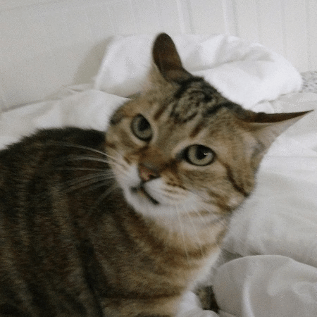Kitty the rescued cat Avatar