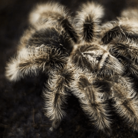 Pet Tarantula Avatar
