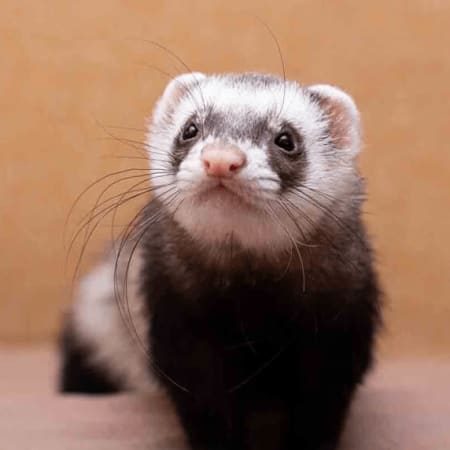 Ferret Avatar