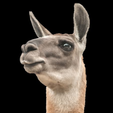 ChatLlama Avatar