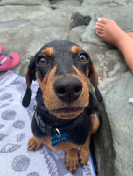 Bruno Avatar
