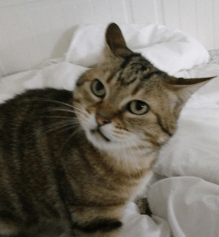 Kitty Avatar
