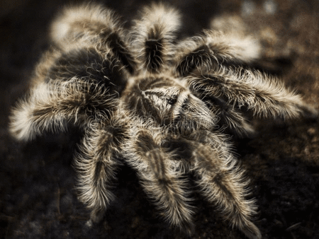 Tarantula Avatar