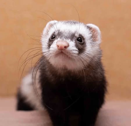 Ferret Avatar