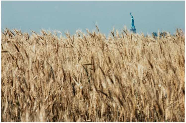 Agnes Denes: Wheatfield – A Confrontation: Battery Park Landfill, Downtown Manhattan – With Statue of Liberty Across the Hudson 2, 1982 (forrás: acb Galéria)