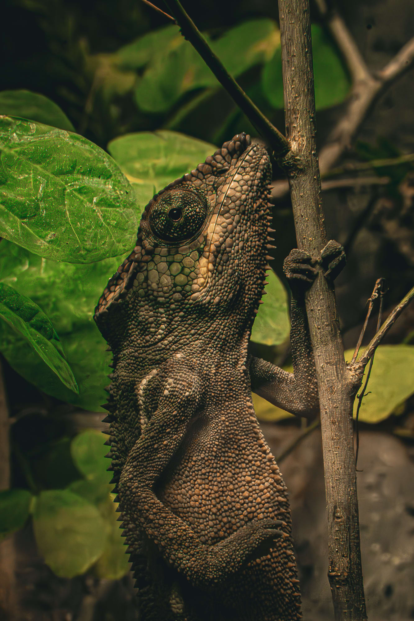 Wildlife photograph