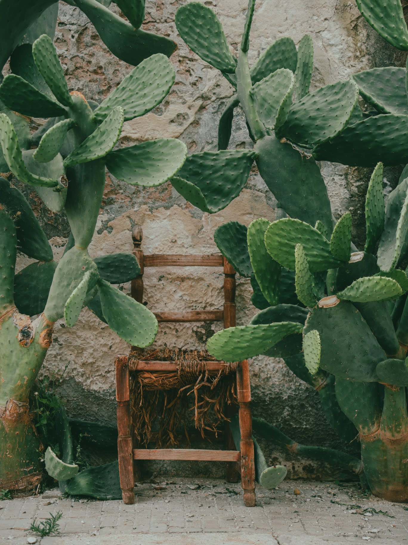 Wooden chair among cacti