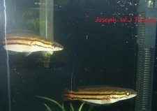 Small1360912994 channa 20diplogramma joseph