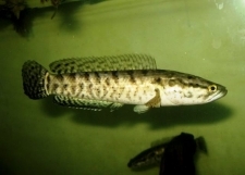 Small1371182470 channa 20punctata