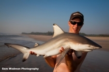 Small1361684311 black tip shark