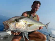 Small1373643688 yellowtail amberjack