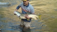 Small1390232555 golden 20mahseer dixit