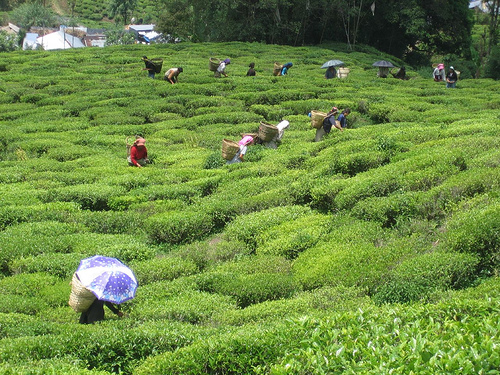 Happy Valley Tea Estate