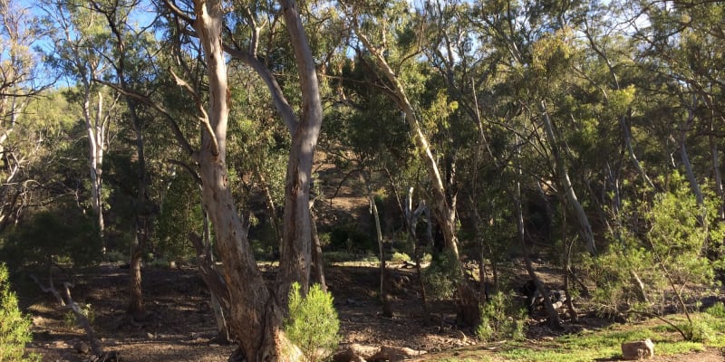 Mambray Creek Mt Remarkable Np Aircamp