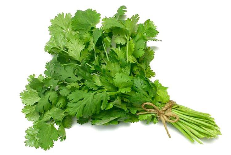 Fresh Coriander