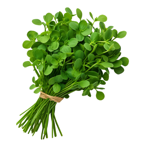 Fresh Methi
