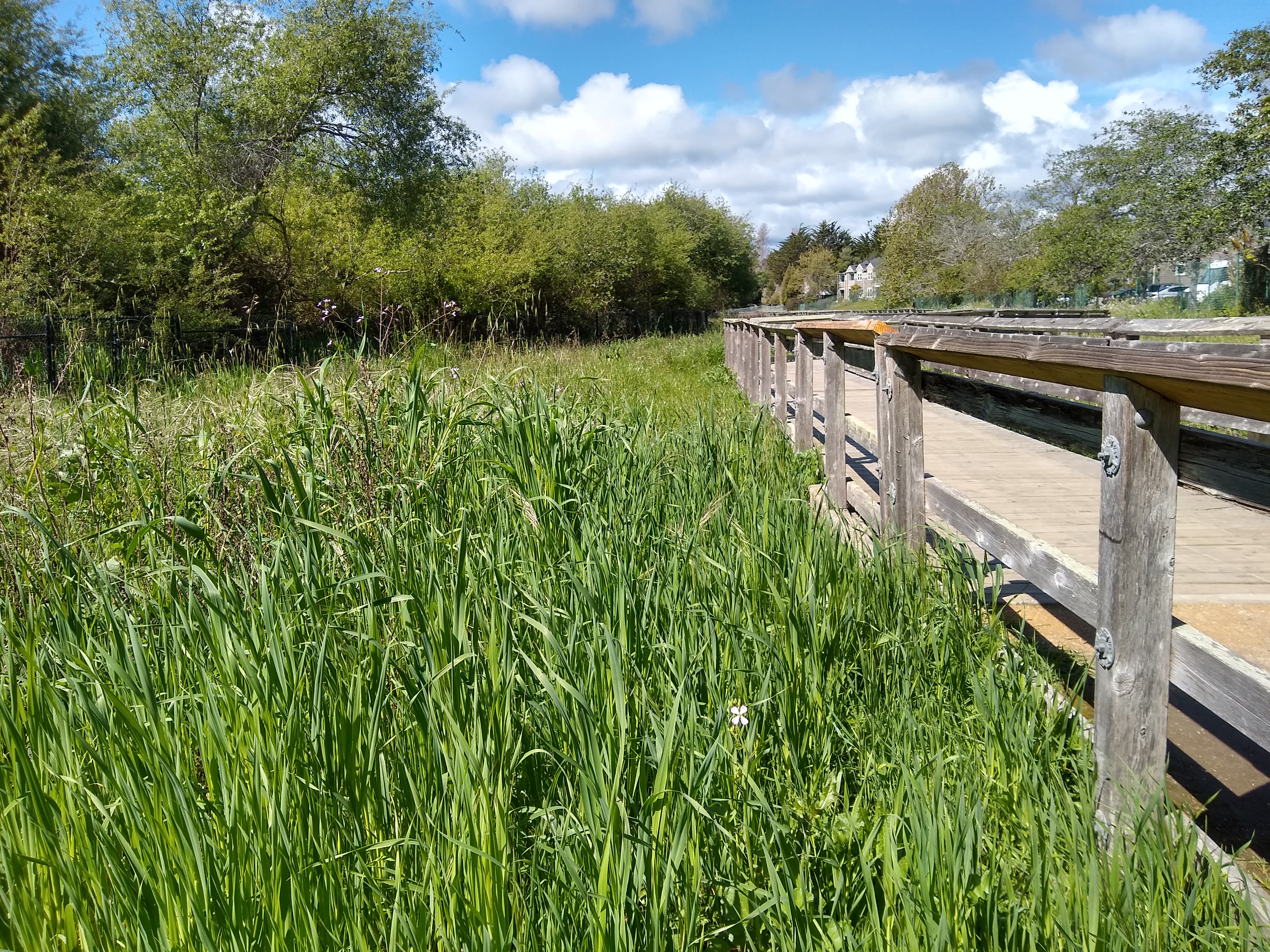 Shelter In Place Walk