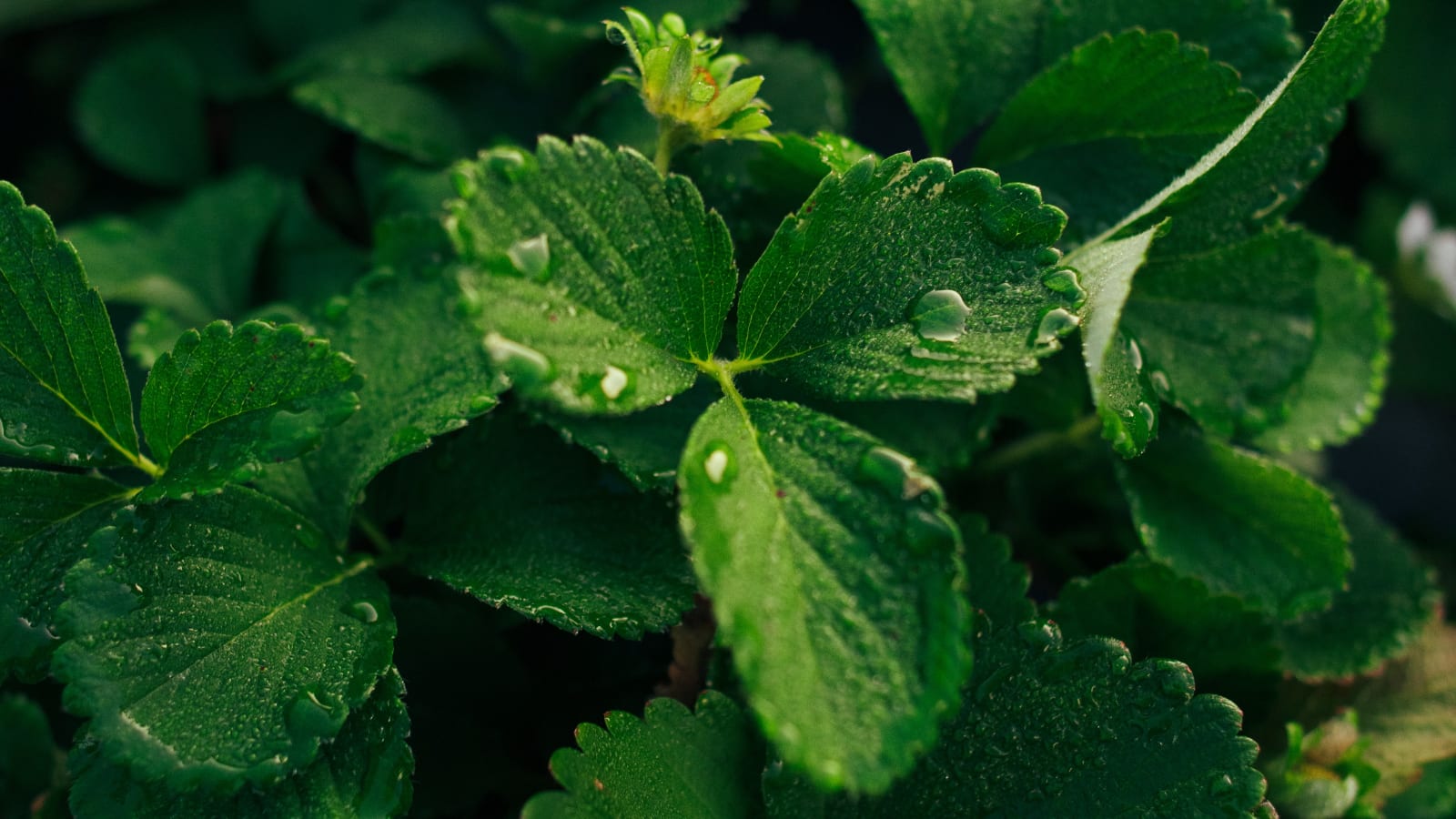 Close-up of dew-covered strawberry plant leaves with a budding flower in dim natural light.