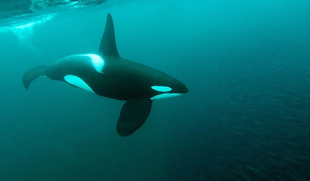 Vancouver (Canada): a programme to protect whales and the ecosystem