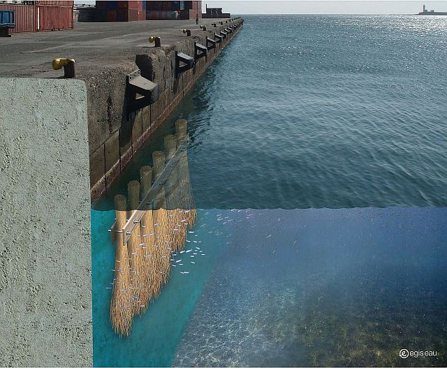 Marseilles (France): Port infrastructures are used to improve the marine environment