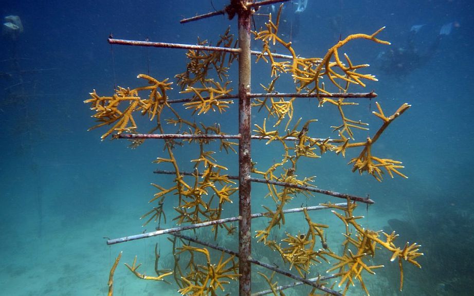 Guadeloupe (France): The port is protecting the coastal ecosystems
