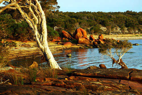 A paperbark next to the Wilson Inlet