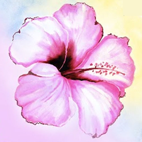 OMBRE HIBISCUS