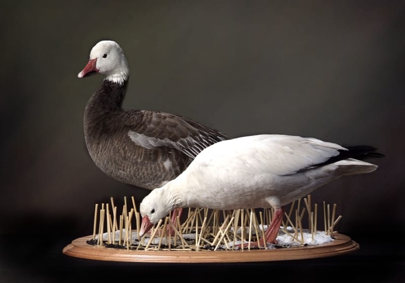 Snow Goose Mounts Waterfowl Taxidermy Mounts By Mitchell SD