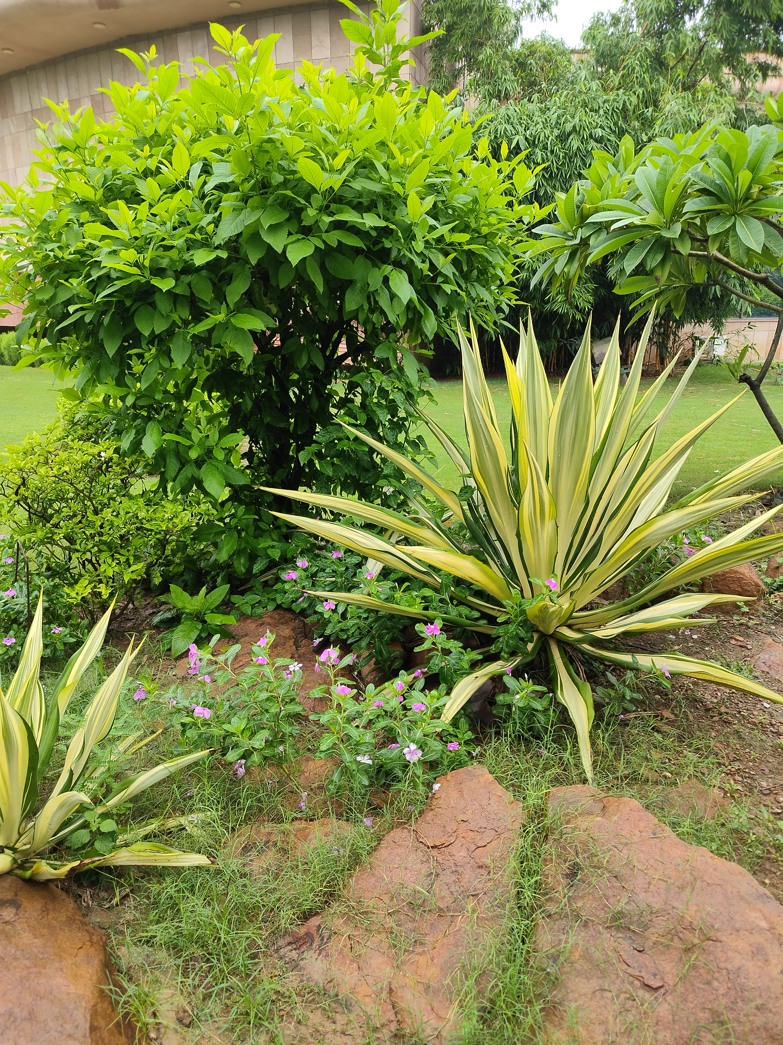 Plant photograph