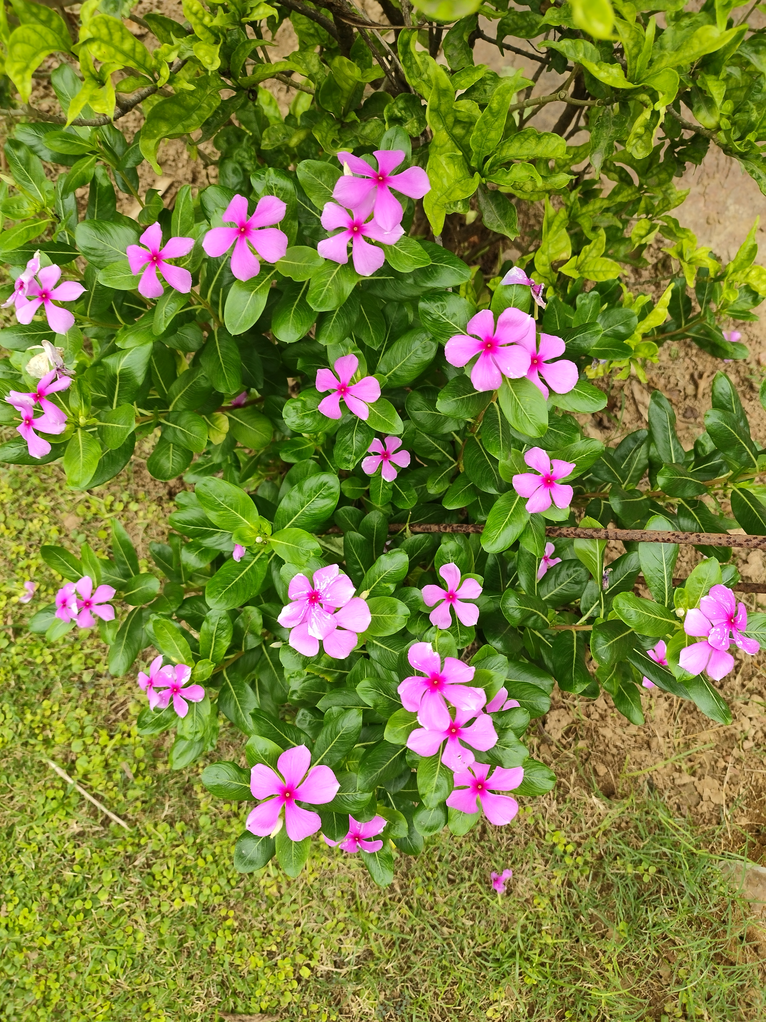 Flower photograph